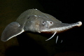   Sturgeon Acipenser ruthenus  